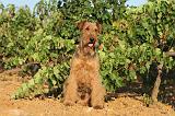 AIREDALE TERRIER 046